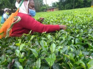 Bokel Plucking Photo 04