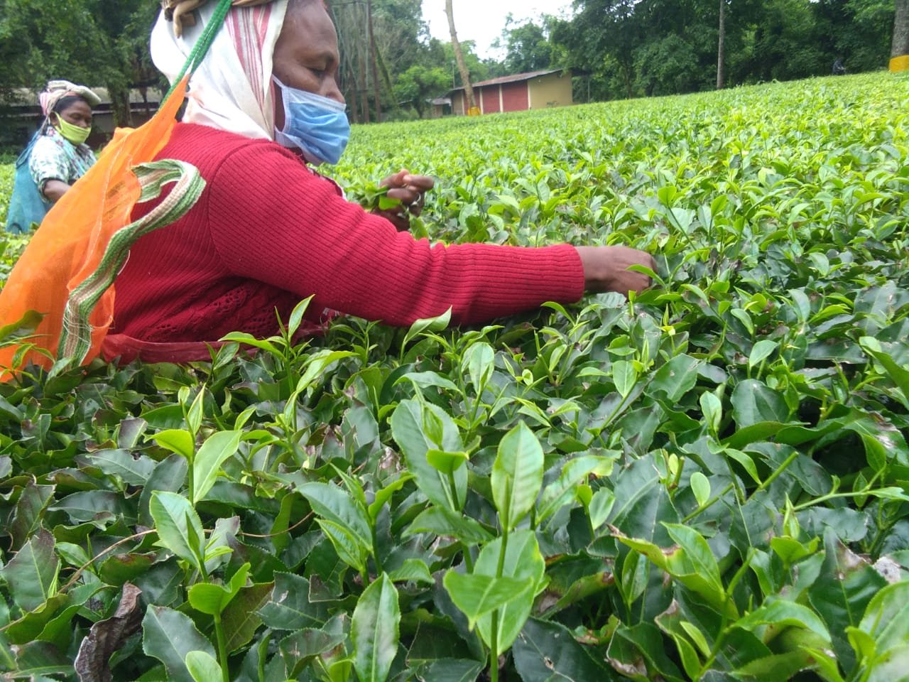 Bokel Plucking Photo 04