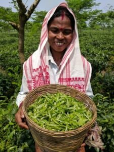 Pic 2_ Plucked Tea Leaves