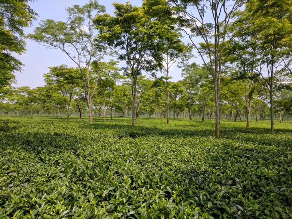 Pic 3_ Tea garden