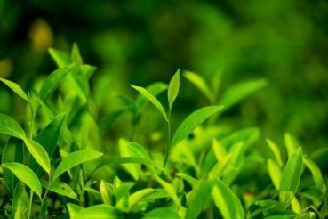 Yellow Tea - Image 3