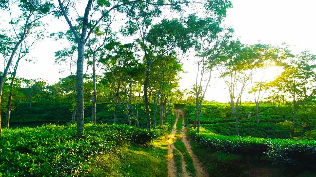 Yellow Tea - Image 2