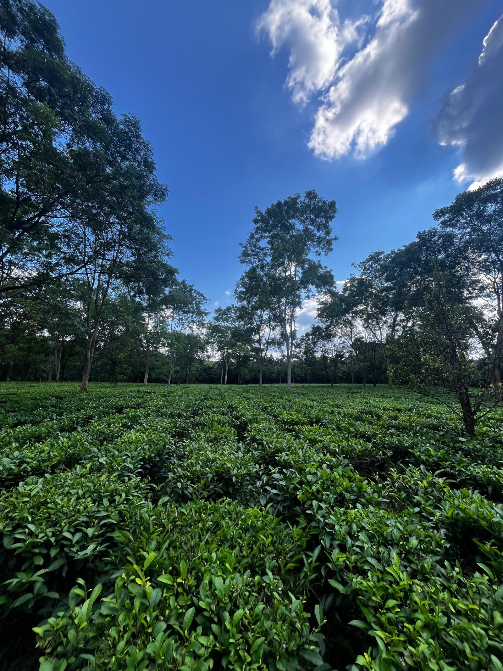 Organic Green Tea - Image 3