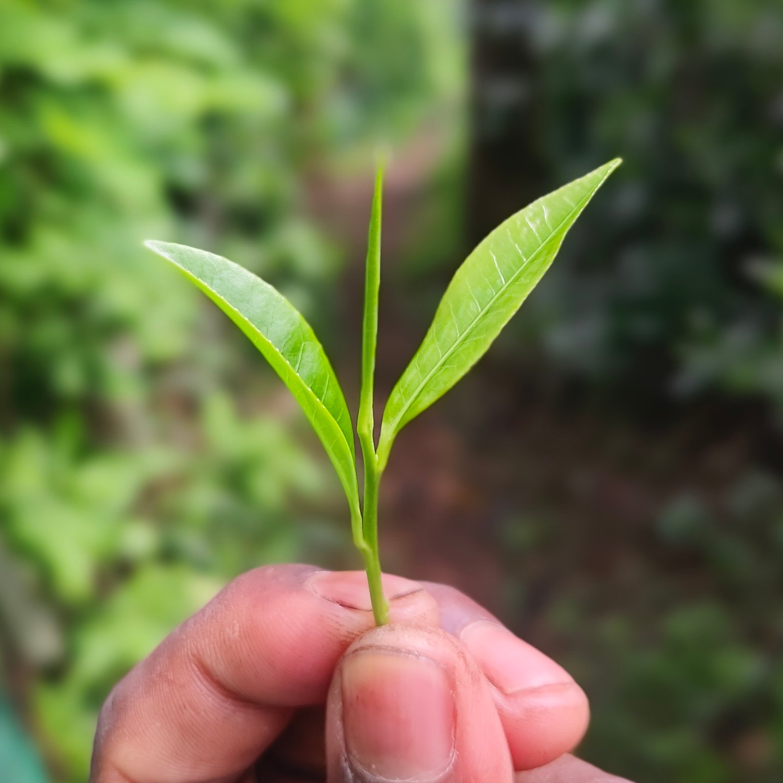 Organic Handcrafted Green Tea - Image 6