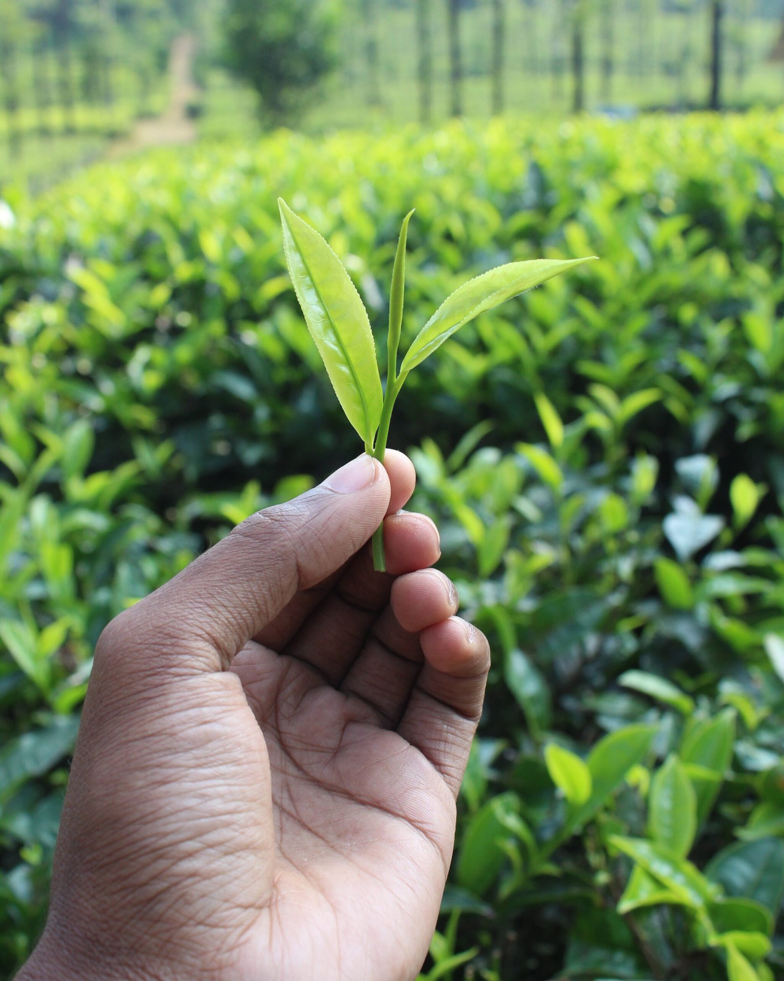 Orthodox Leaf Black Tea from Palar Tea - Image 4