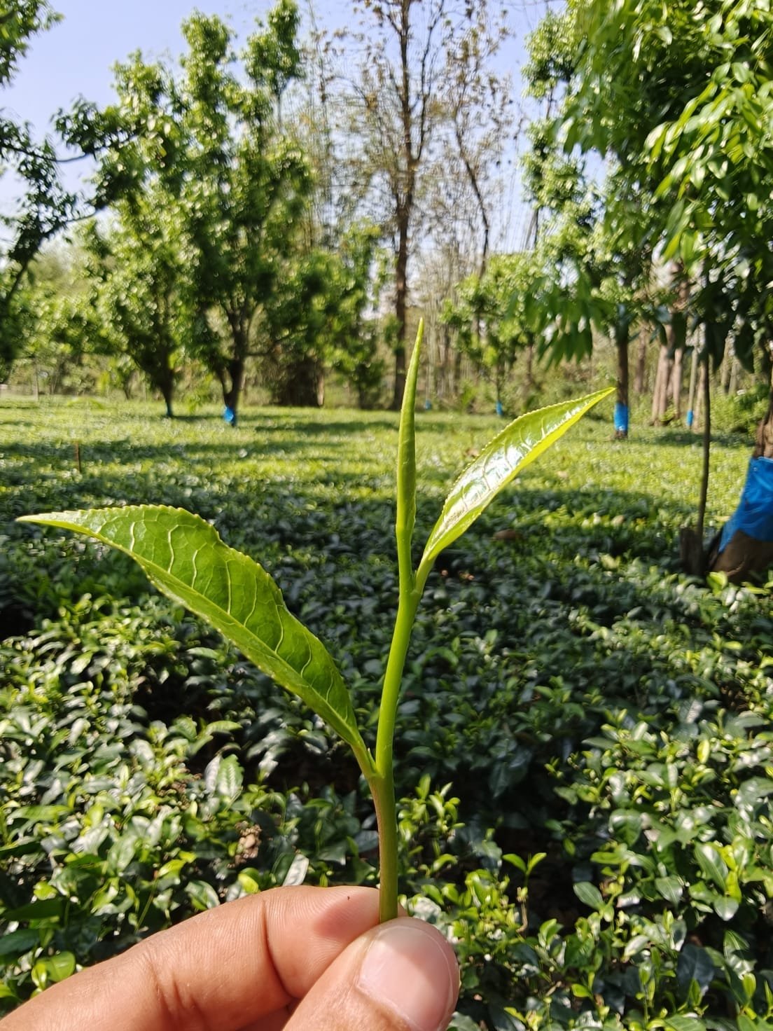 Garden Fresh Green Tea - Image 4